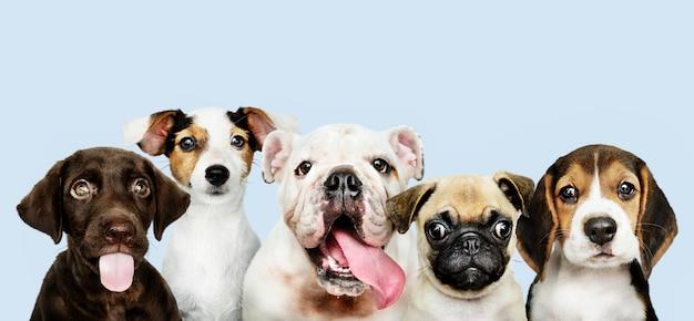 Free photo group portrait of adorable puppies